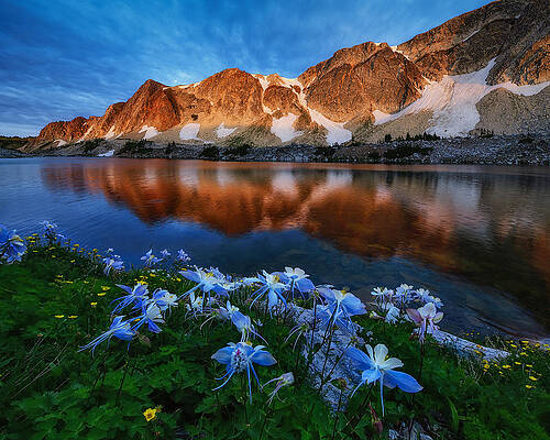 Wall Art - Photograph - Alpenglow And Blue Columbine by Mei Xu