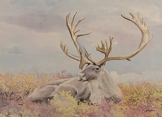 Alpine ibex by Said Marie Alpine ibex by Said Marie
