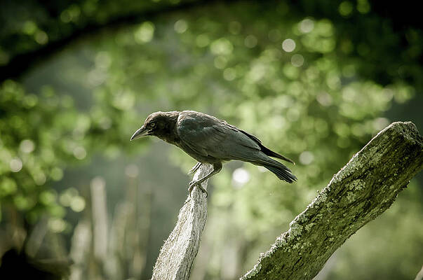 Wall Art featuring the photograph American Crow by Joe Leone