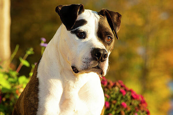 Wall Art - Photograph - American Pit Bull, Male, Sitting, Head Portrait, Haddam by Lynn M Stone / Naturepl.com