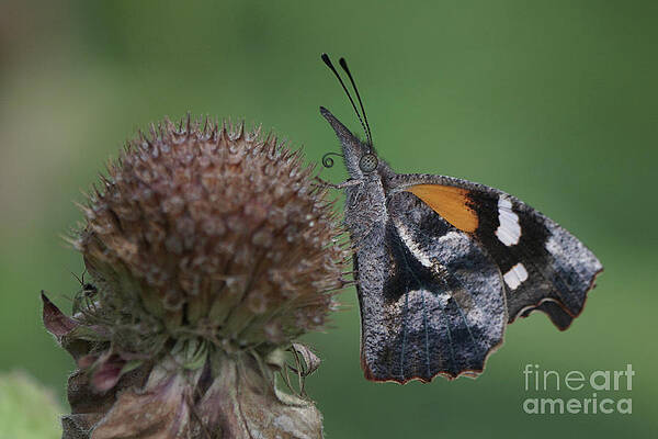 American Snout Butterfly on Bee Balm Seed Head by Robert E Alter Reflections of Infinity American Snout Butterfly on Bee Balm Seed Head by Robert E Alter Reflections of Infinity