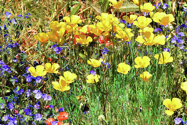 Wall Art - Photograph - An Abundance of Color by Chance Kafka