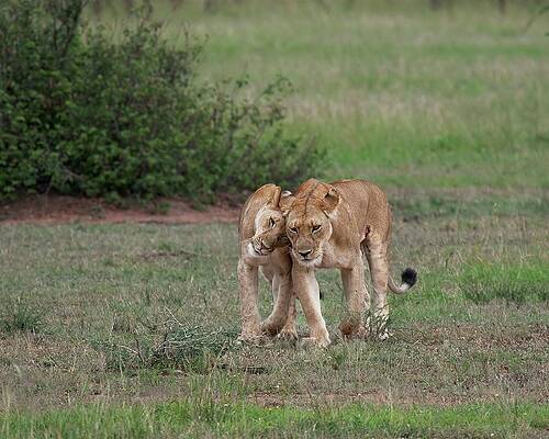 Wall Art - Photograph - An Almost Grown Cub Greets Her Mother by Caren Brinkema