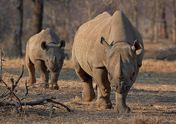 Wall Art - Photograph - An Endangered East African Black Rhino by Staff Photographer