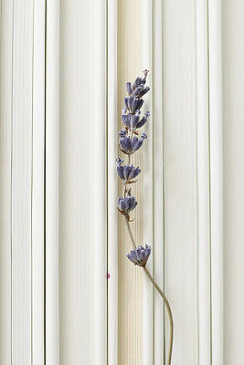 Wall Art - Photograph - An Image Of A Sprig Of Lavender Against The Background Of A Row Of Whi by Cavan Images