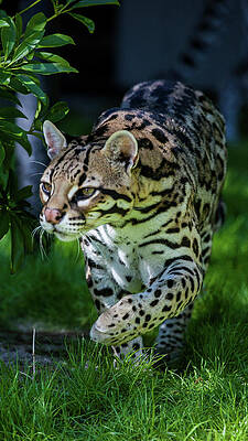 Ocelots for sale outlet