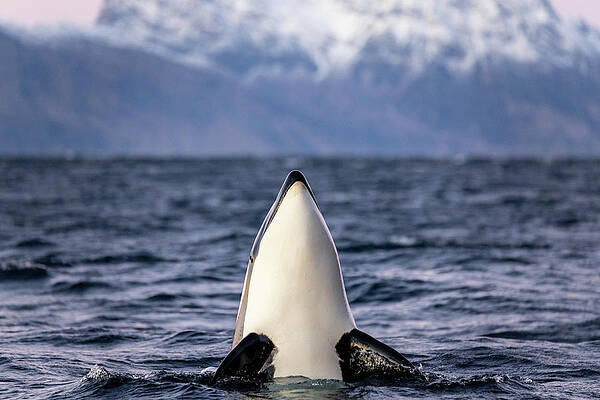 Wall Art - Photograph - An Orca Takes The Head Out Of The Water To Observe The Surroundings by Cavan Images / Raffi Maghdessian