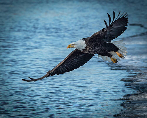 Wall Art - Photograph - And Away We Go by Laura Hedien