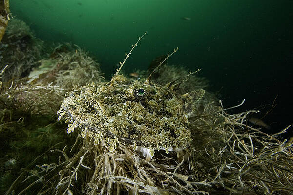 Wall Art - Photograph - Anglerfish / Monkfish Camouflaged On Seabed, Vevang by Franco Banfi / Naturepl.com
