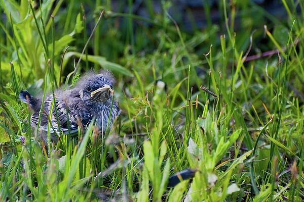 Angry Bird Fledgling Mockingbird in Grass by T Lynn Dodsworth Angry Bird Fledgling Mockingbird in Grass by T Lynn Dodsworth