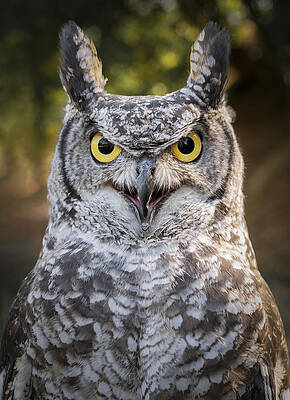 Wall Art - Photograph - Angry Owl by Pamela Doretti