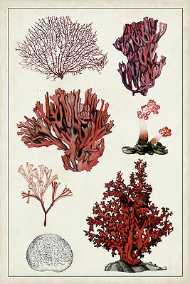 Wall Art - Painting - Antique Coral Study II by Naomi Mccavitt