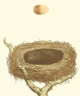 Bird Nest Art Fine Art America