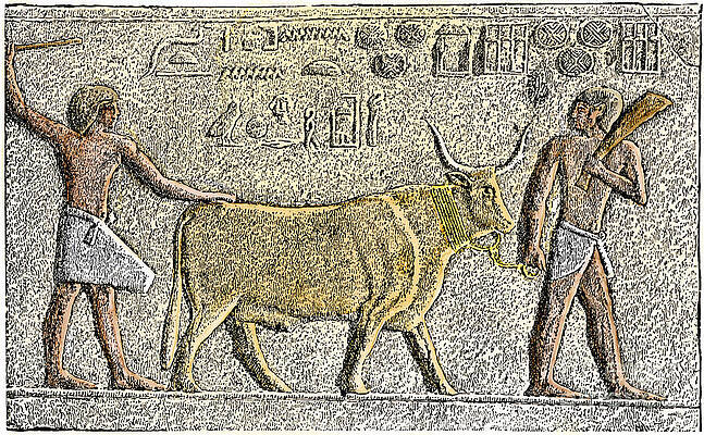Wall Art - Drawing - Apis, The Greek Name Of A Sacred Bull Of Egyptian Mythology Comes From The Prehistoric Period Colourful Engraving After A Fresco by American School