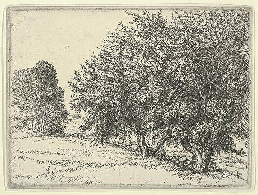 Wall Art - Drawing - Apple Trees by Ernest Haskell
