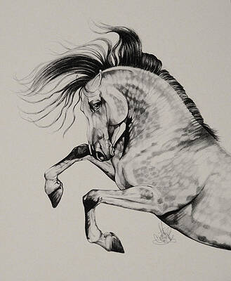 Horse In Motion Drawings | Fine Art America