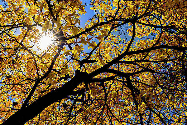 Wall Art - Photograph - Araguaney / Yellow Ipe / Guayacan Tree Blooming by Lucas Bustamante / Naturepl.com