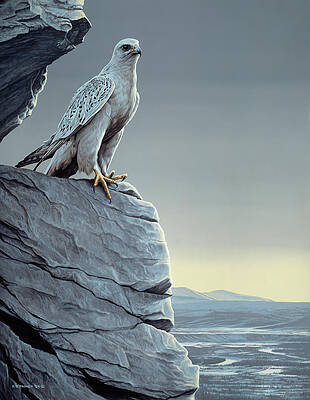 White Falcon Paintings for Sale Fine Art America