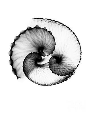 Wall Art - Photograph - Argonaut Shell by Science Photo Library