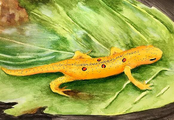Wall Art - Painting - Arnold the Red Eft by Dave Leonard
