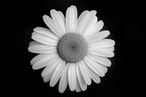 Daisies Wall Art (Page #6 of 35) | Fine Art America