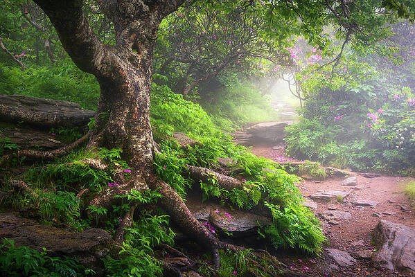 Asheville North Carolina Appalachian Mountains Hiking Trail Scenic Landscape by Dave Allen Asheville North Carolina Appalachian Mountains Hiking Trail Scenic Landscape by Dave Allen
