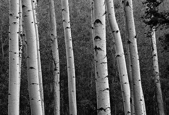 Aspen in Black and White by Dave Dilli Aspen in Black and White by Dave Dilli
