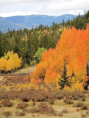 Wall Art - Photograph - Aspens Ablaze II by Karen Stansberry