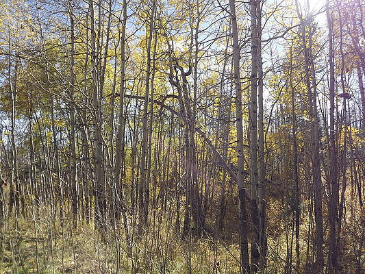 Aspens in the Fall by Steve Kattnig