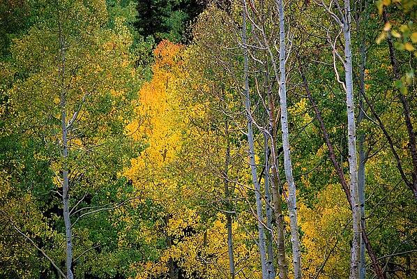 Aspens in Yellow by Peter Mathios Aspens in Yellow by Peter Mathios
