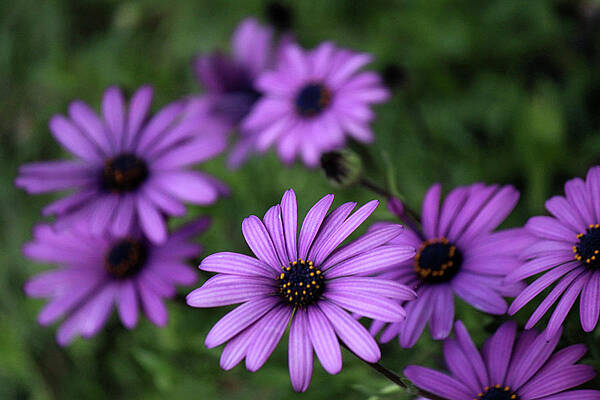Asters by Alina Avanesian Asters by Alina Avanesian