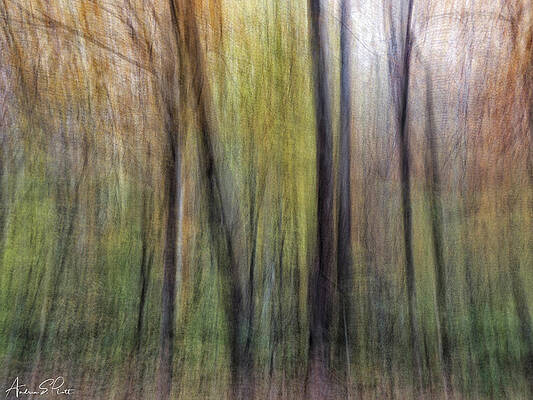 Autumn Blur by Andrea Platt Autumn Blur by Andrea Platt
