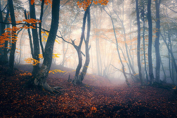 Wall Art - Photograph - Autumn Forest In Blue Fog. Mystical by Denys Bilytskyi