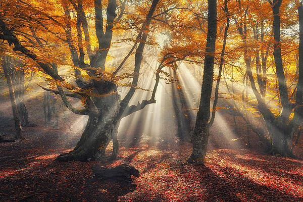 Wall Art - Photograph - Autumn Forest In Fog With Sun Rays by Denys Bilytskyi