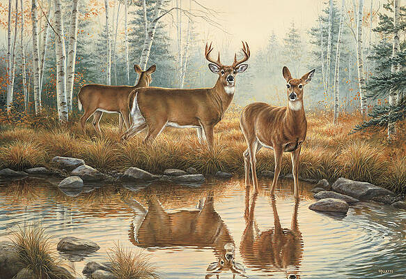 21+ Whitetail Deer Painting