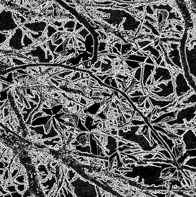 Autumn's midnight oak by Ian Anderson Autumn's midnight oak by Ian Anderson