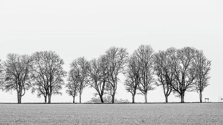 Avenue of maple trees in fog a side view in black and white by Torbjorn Swenelius Avenue of maple trees in fog a side view in black and white by Torbjorn Swenelius