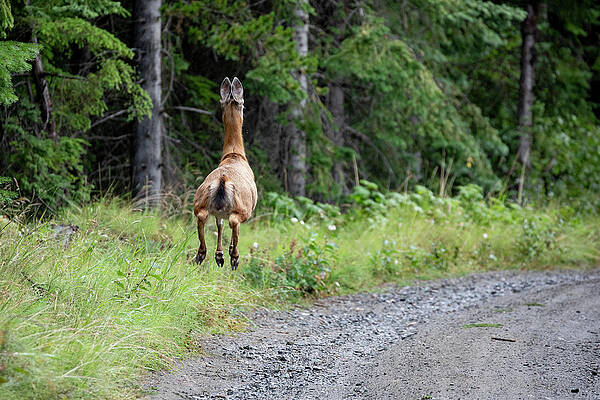 Wall Art - Photograph - Back View Of Wild Deer Running Along Road In Woods In British Columbia by Cavan Images