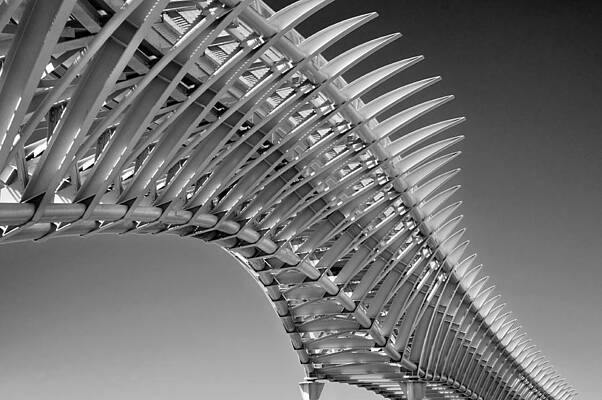 Wall Art - Photograph - Backbone by Linda Wride