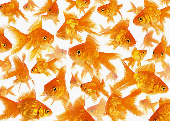 Wall Art - Photograph - Background Showing A Large Group Of by Cocoon