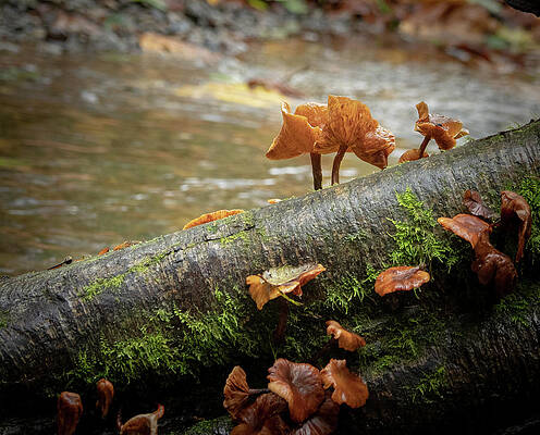 Wall Art - Photograph - Backlit Fungi by Jean Noren