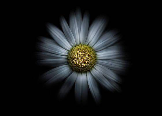 Wall Art - Photograph - Backyard Flowers 31 Color Flow Version by Brian Carson
