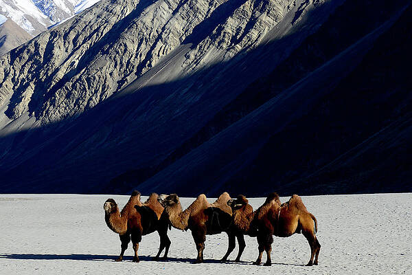 Nubra Valley, Ladakh, India by Jayk7
