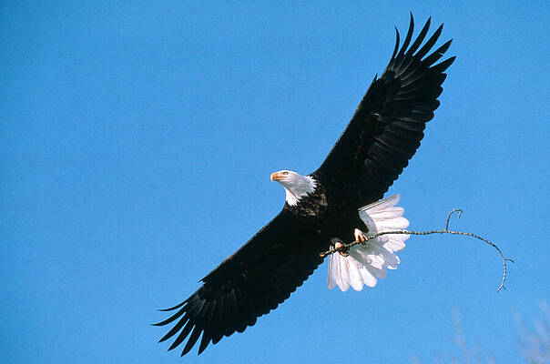 Wall Art - Photograph - Bald Eagle In Flight With Stick by Alan Carey / Science Source