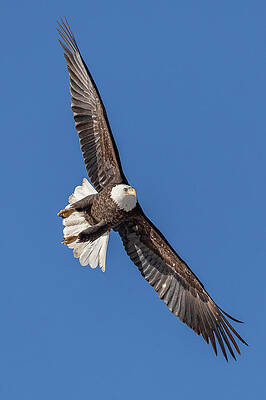 Bald Eagle Intercepts the Approach Vector by Tony Hake Bald Eagle Intercepts the Approach Vector by Tony Hake