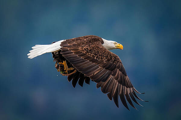 Soaring Bald Eagle in Flight Print