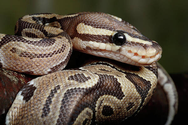 Wall Art - Photograph - Ball Python Coiled On Branch by David Kenny