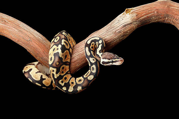 Wall Art - Photograph - Ball Python On Branch by David Kenny
