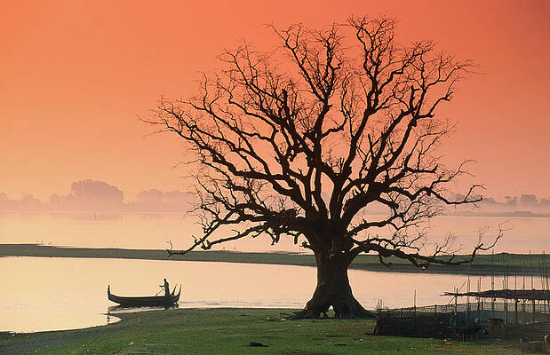 Bare Tree And Boat On Edge Of Print by Anders Blomqvist