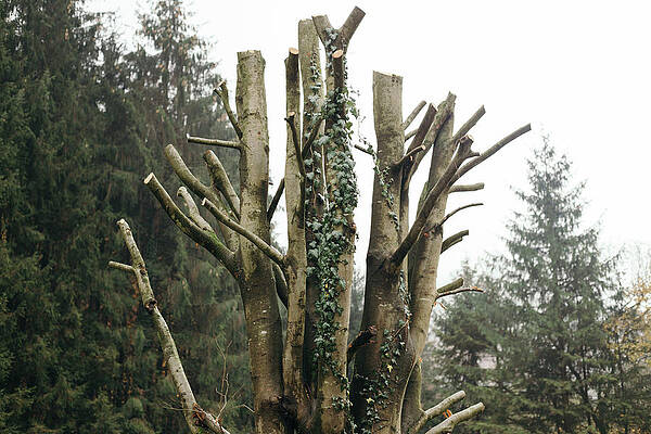 Wall Art - Photograph - Bare Tree Branches Cut Out by Cavan Images